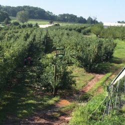 How the Hail and Wind Affected Our Crops Trees damaged in hail storm