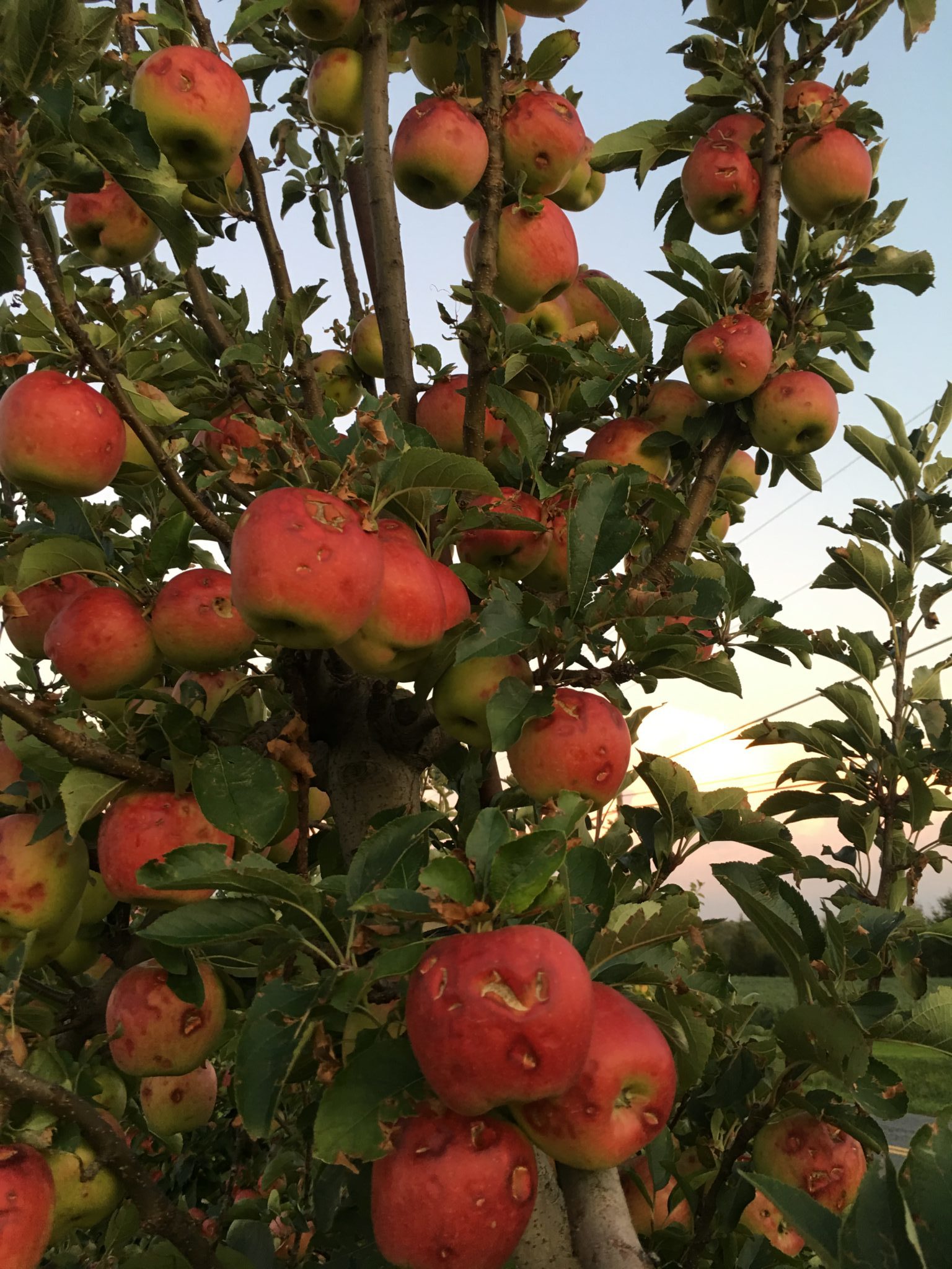 West side of apple trees with more storm damage