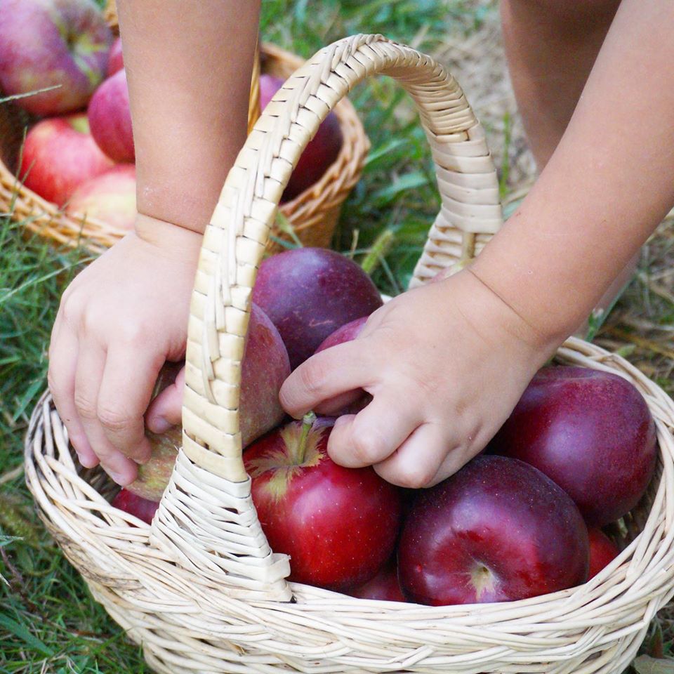 Picking apples into a basket