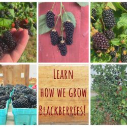Growing Blackberries at Weaver’s Orchard Copy of PYO-2021
