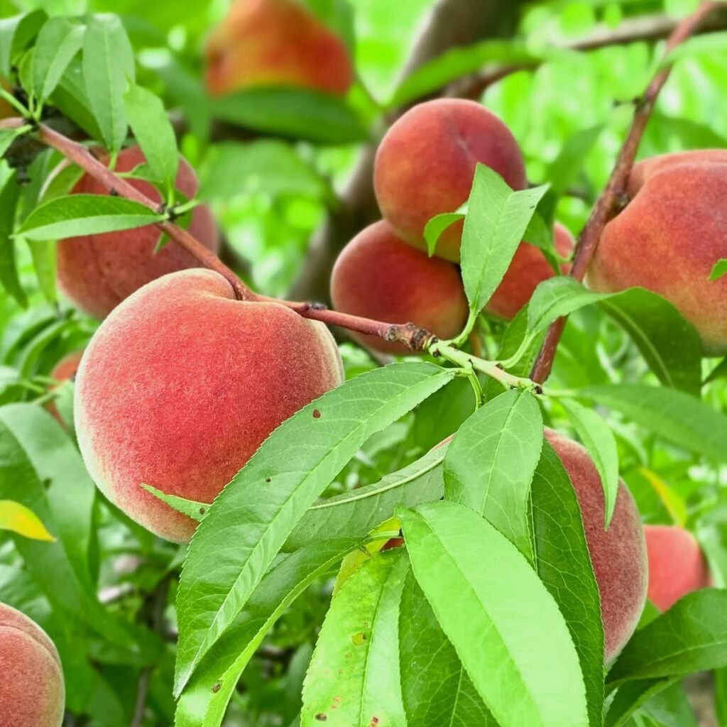 White Nectarines — Farm Fresh Fundraising