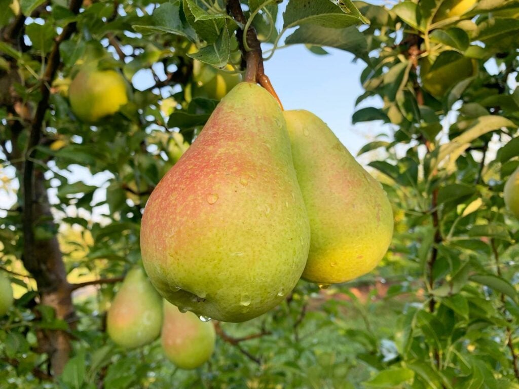 Save on Pears Bosc Order Online Delivery