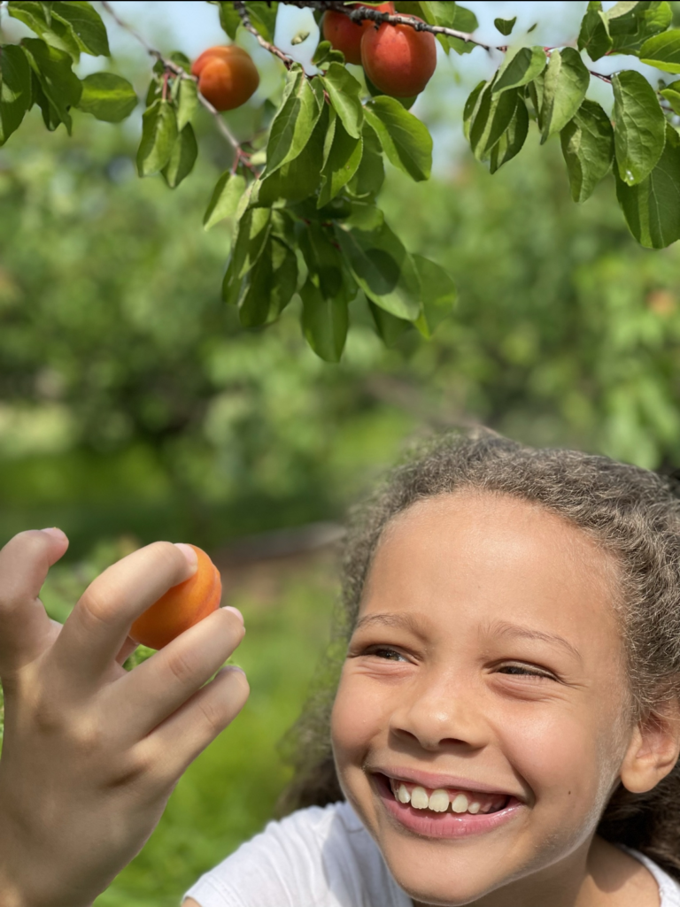 Apricots Weavers Orchard