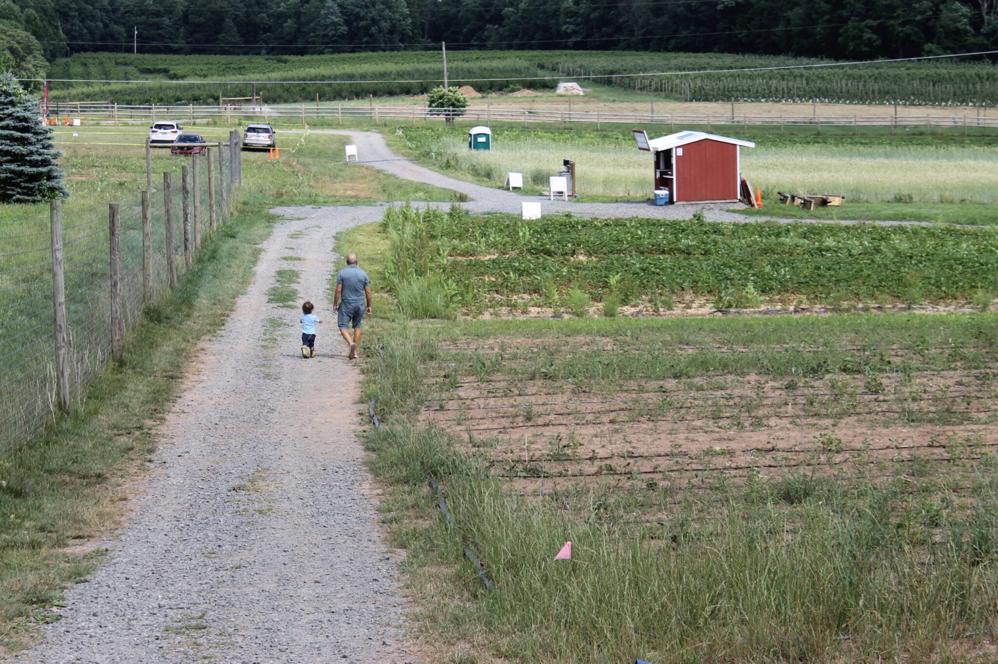man and boy walking through berry fields