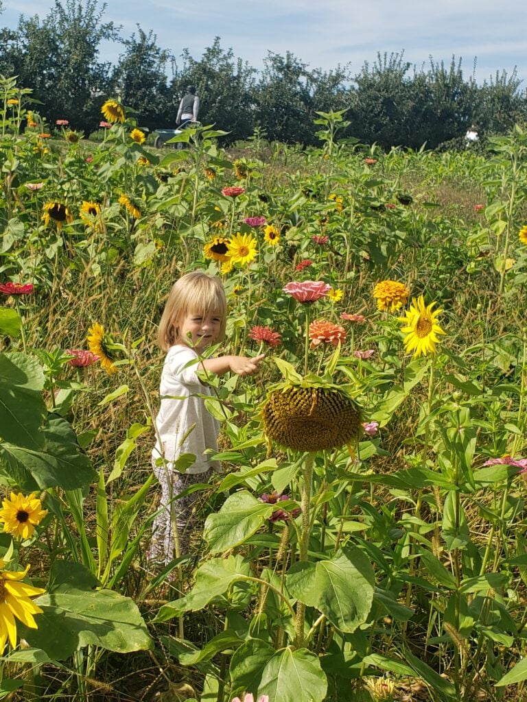 little girl in field of sunflowers