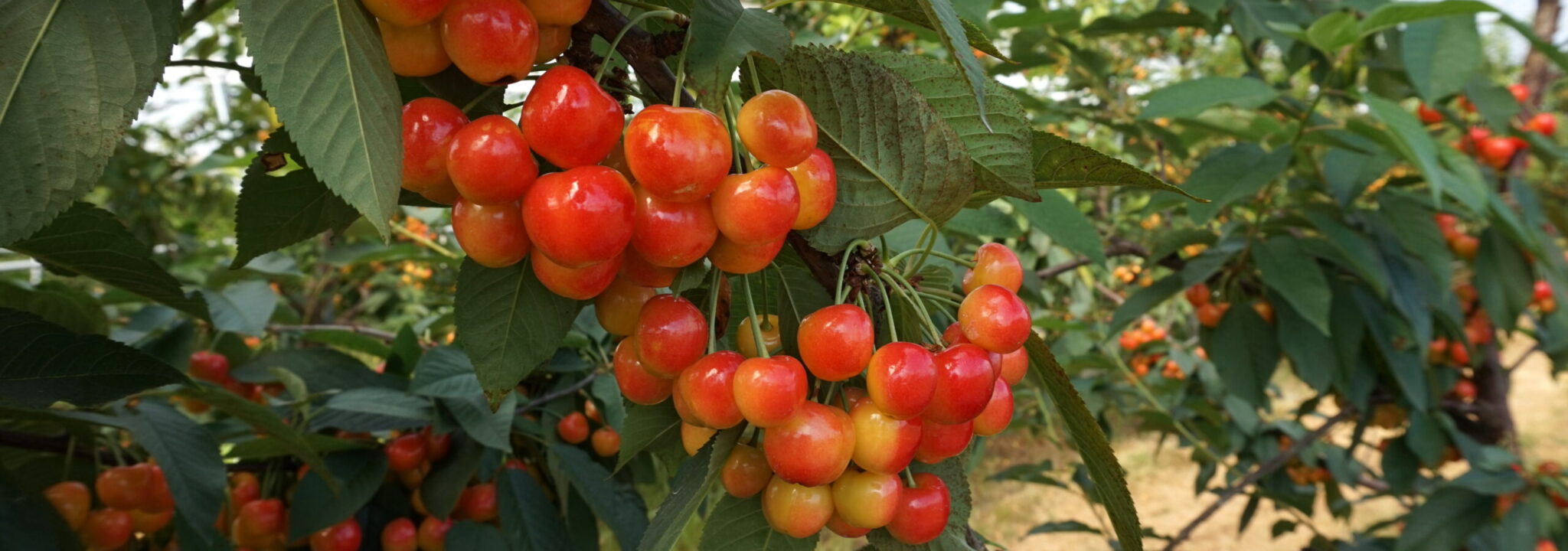 Cherries — Sweet & Sour Varieties - Weavers Orchard
