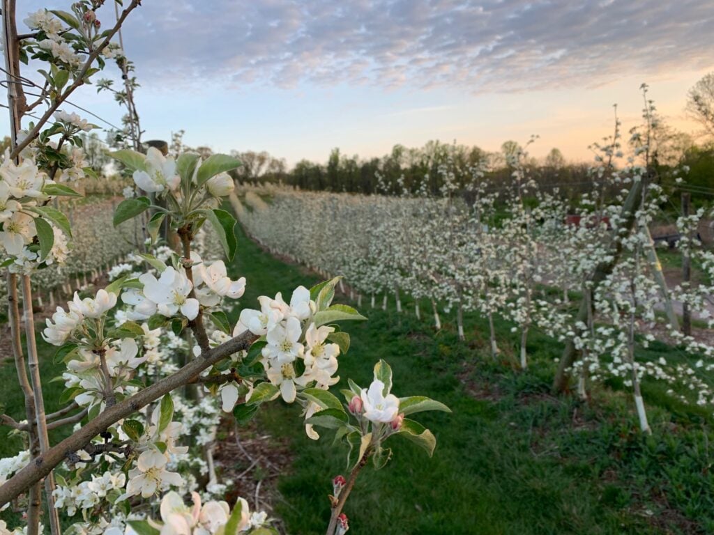 orchard blossoms