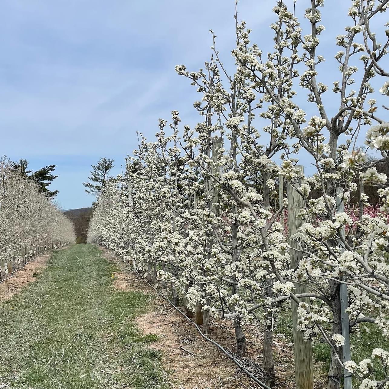 rows of orchard blossoms