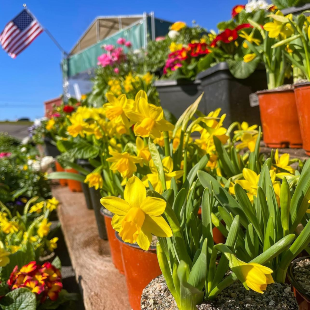 shelves full of spring flowers