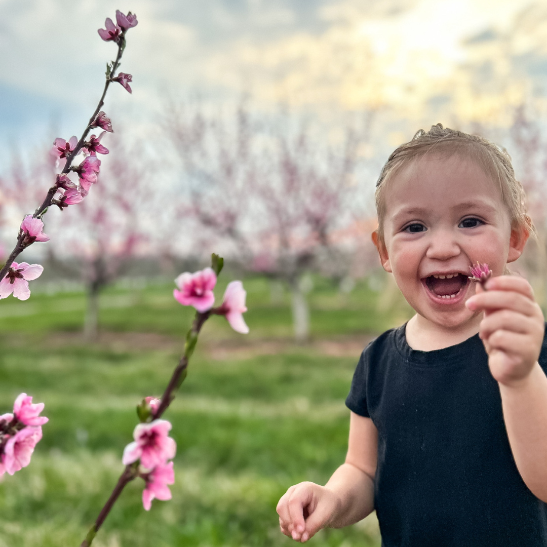 a little girl picks blossoms off a fruit tree