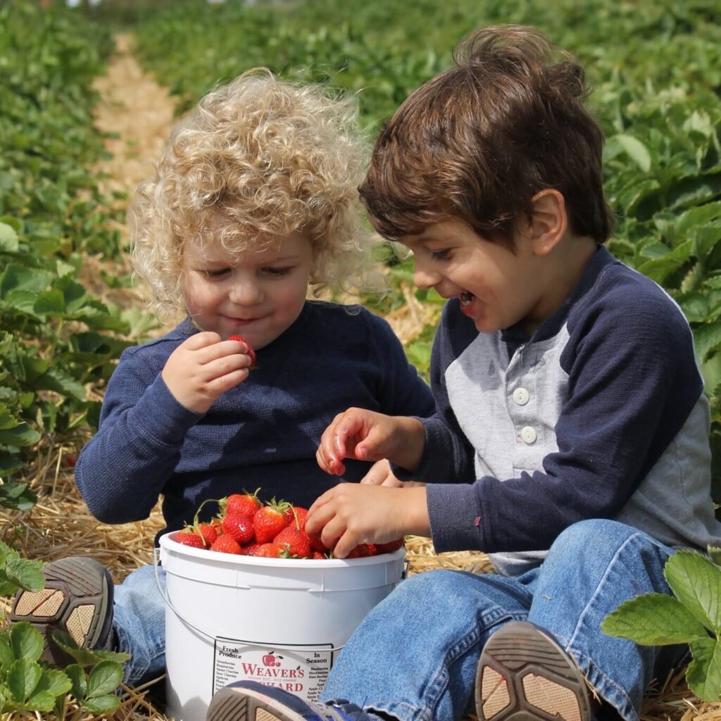 children eating strawberries in a strawberry field